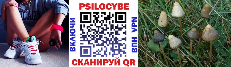 Галлюциногенные грибы Psilocybe  Купить закладки  Завитинск 